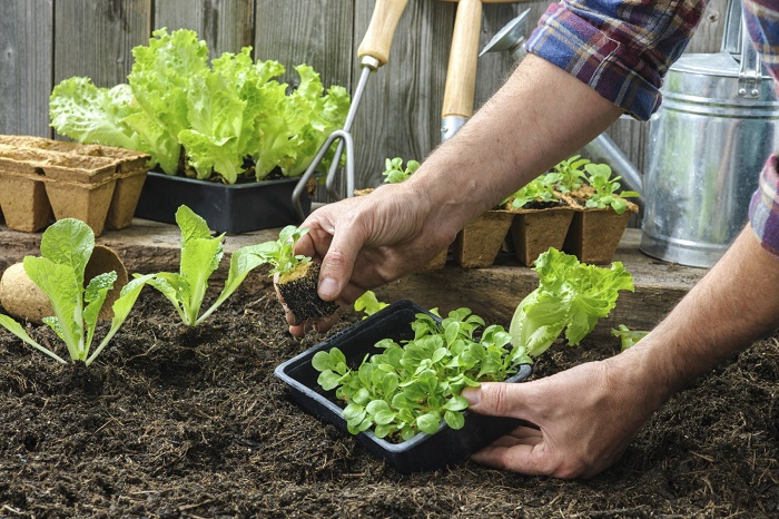 money saving gardening tips