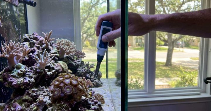 Healthy reef coral polyps extending fully inside a home aquarium
