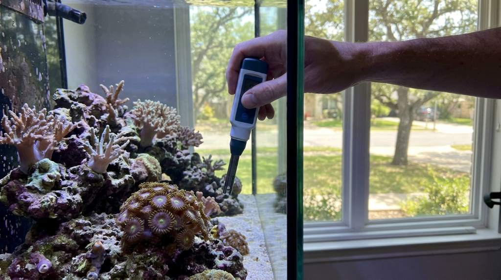 Healthy reef coral polyps extending fully inside a home aquarium