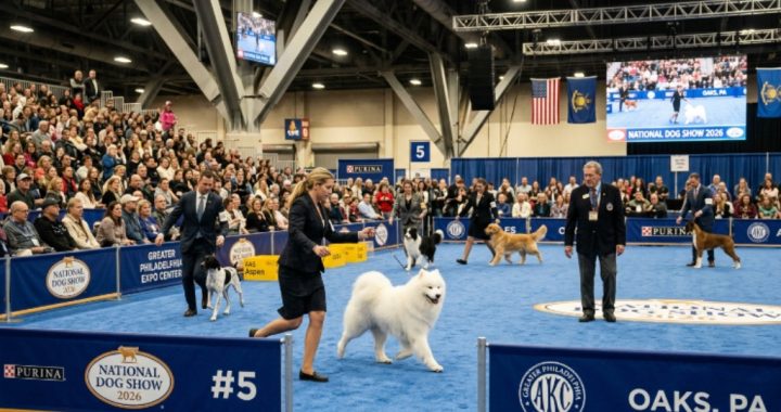 Purebred dogs competing in the ring at the National Dog Show 2026 at the Greater Philadelphia Expo Center in Oaks, Pennsylvania